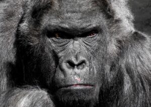 ブラック企業の退職トラブルに弁護士を使うべき理由は？